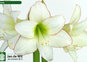 hippeastrum Picotee (2)